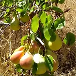 펜션 House In Porfyrousa Organic Farm 아블레모나스