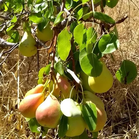 Casa vacanze House In Porfyrousa Organic Farm Avlemonas