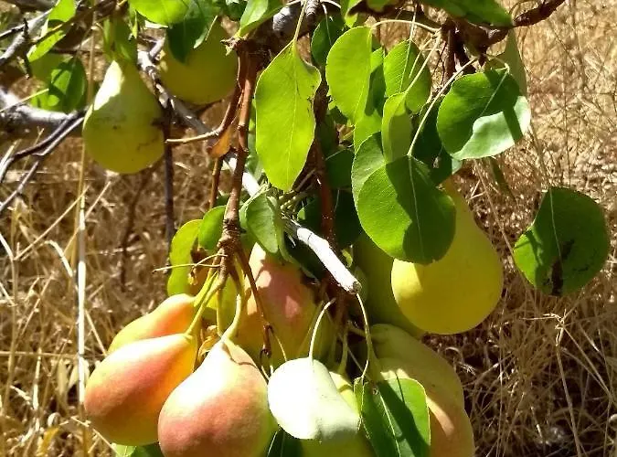 Dom wakacyjny House In Porfyrousa Organic Farm Avlemonas